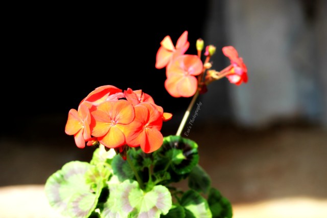 Geranium 