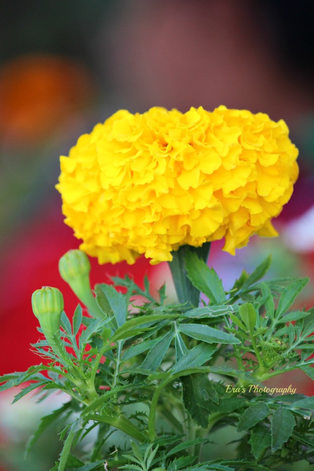 Marigold 