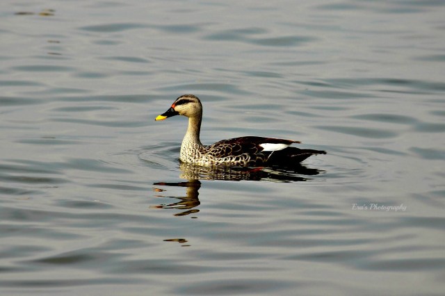 Yellow beak duck 